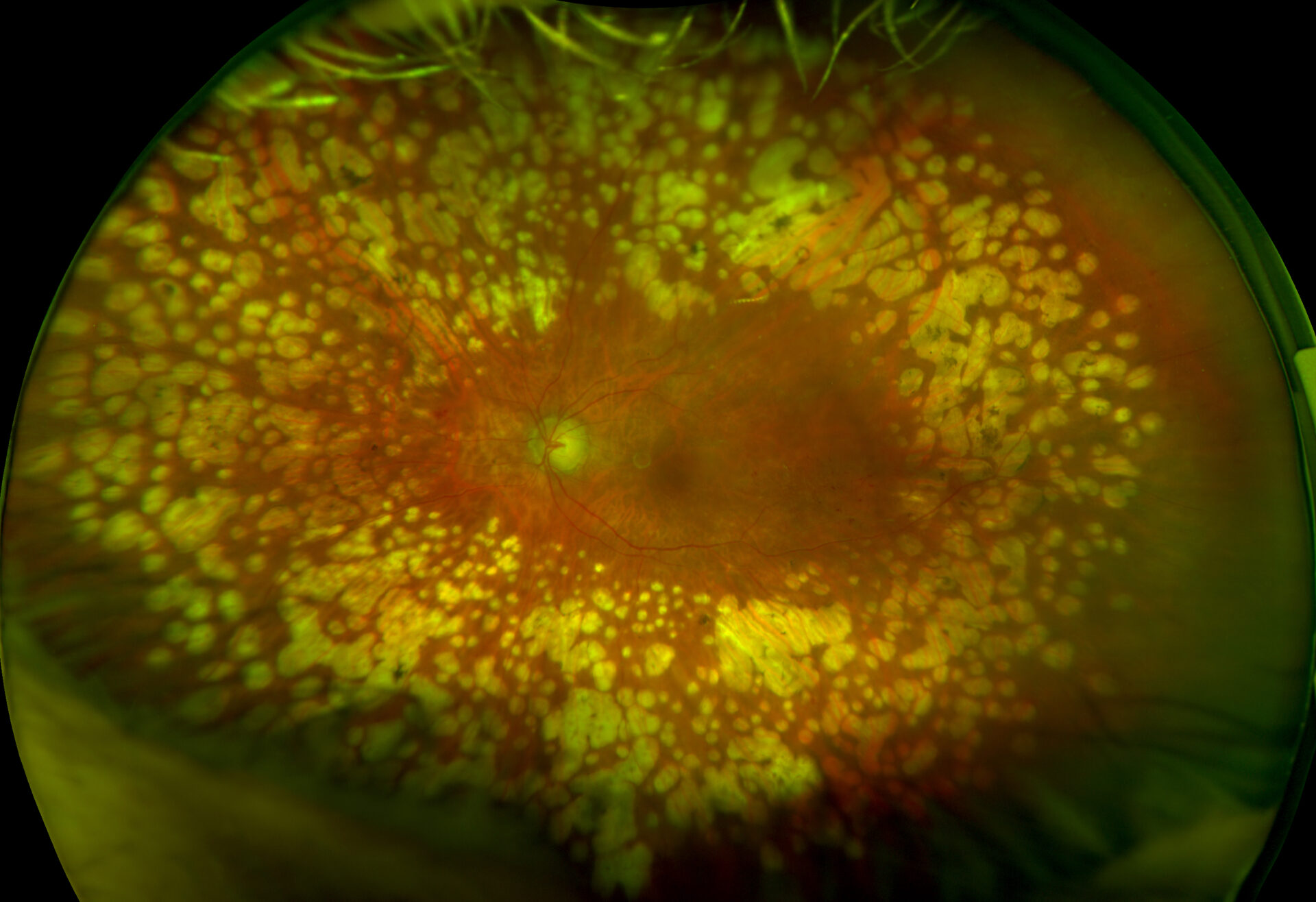 Daytona Projected PDR